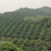 廠家直銷茶花樹，茶梅